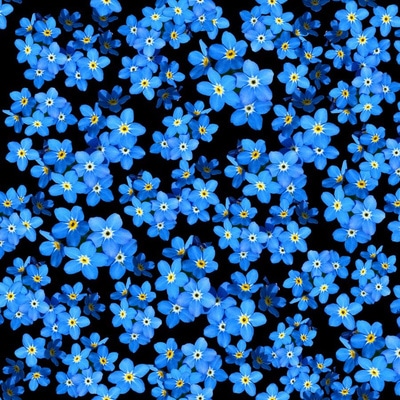 Forget Me Not Fabric, Wallpaper and Home Decor