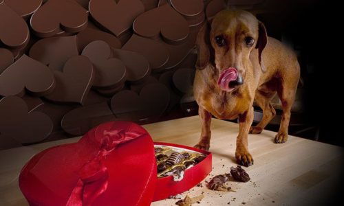 Can dogs eat chocolates? Is Chocolate safe for dogs?